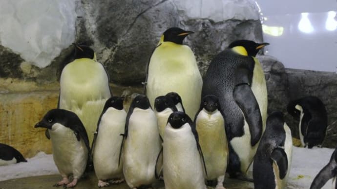 皇帝ペンギン保育園の先生ふう