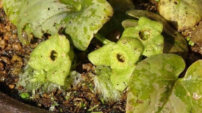 鉢植えの カンアオイ 「御所桜」