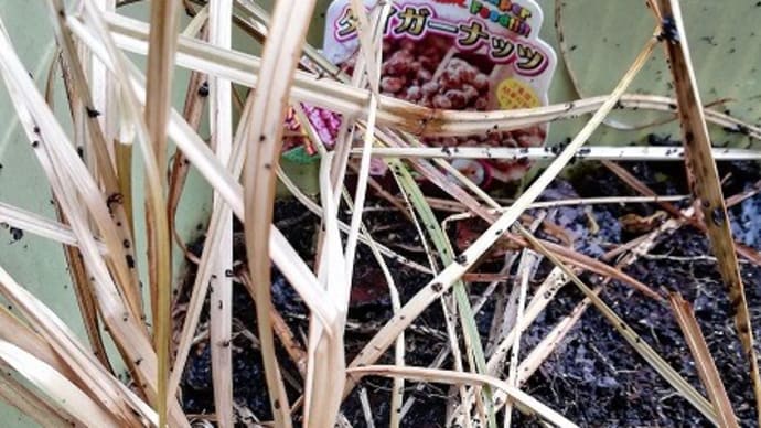 「タイガーナッツ」の収穫