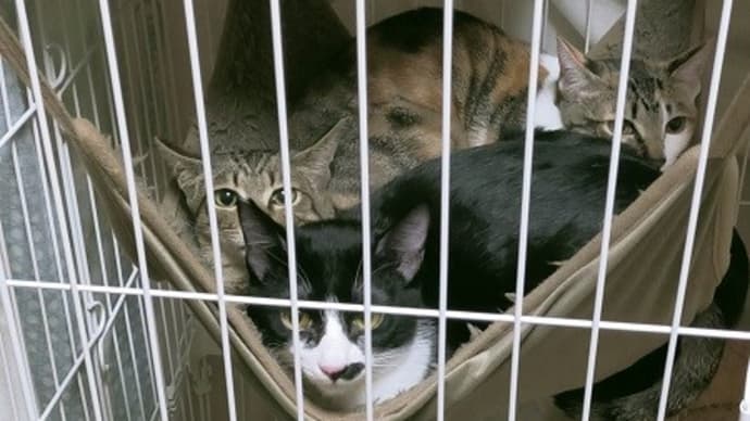 「保護猫を飼いたい!」