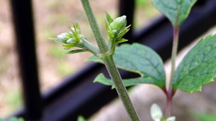 クサボタンのつぼみが膨らんできた件 と 食い気に走った話