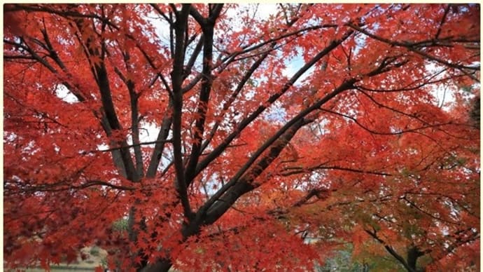 今年、最初で最後の紅葉
