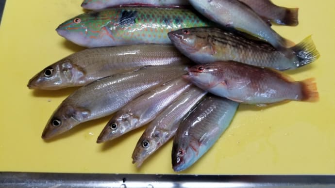 久しぶりの釣果❗