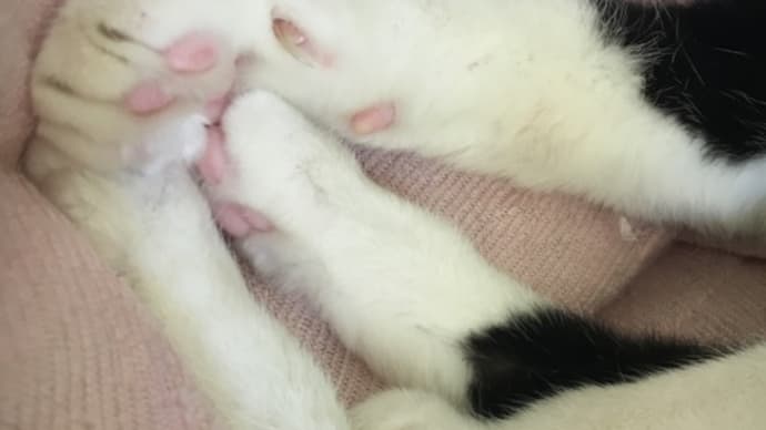 猫の手足で癒される