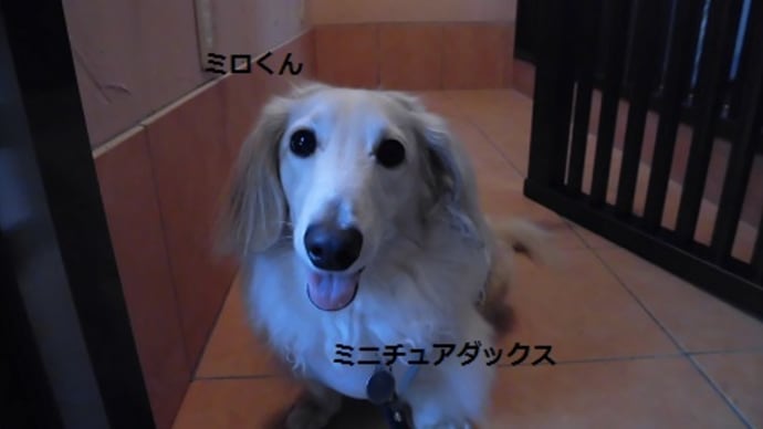 ☆お客様のミロくんです