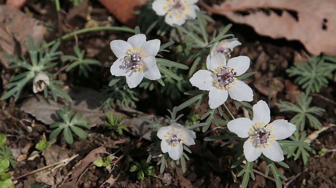 野川公園 自然観察園の春の花 その2