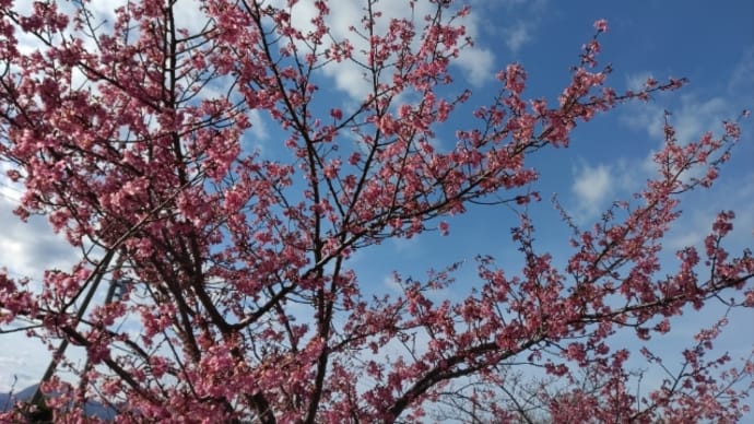 桜と梅