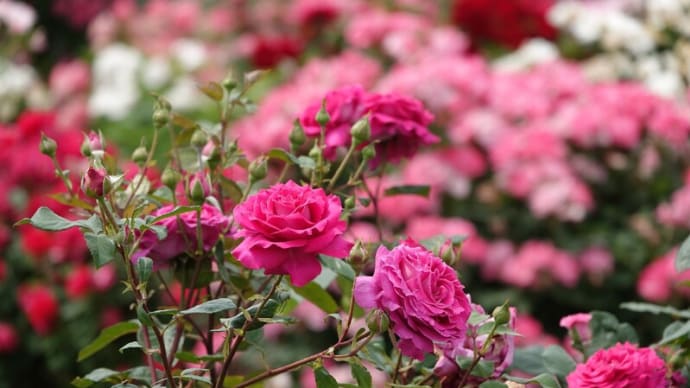 薔薇の庭~花久の里~