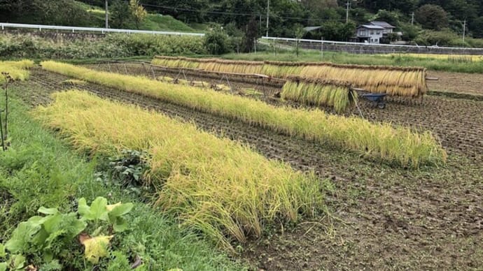 自然稲作稲刈り始まる