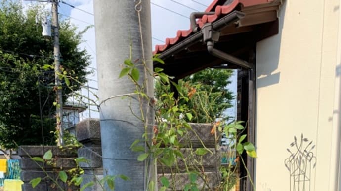評判通りの酷暑ですね
