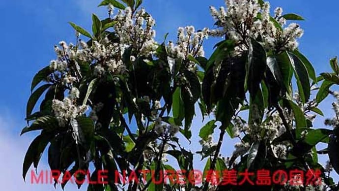 アオバノキ花盛り