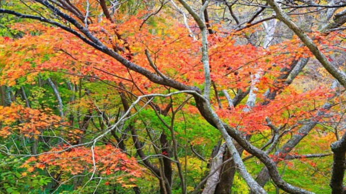 松川渓谷の紅葉2
