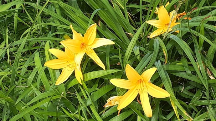 初夏の六甲高山植物園