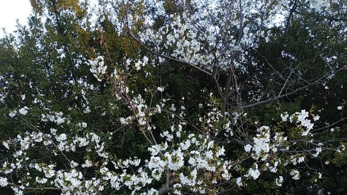 花たち