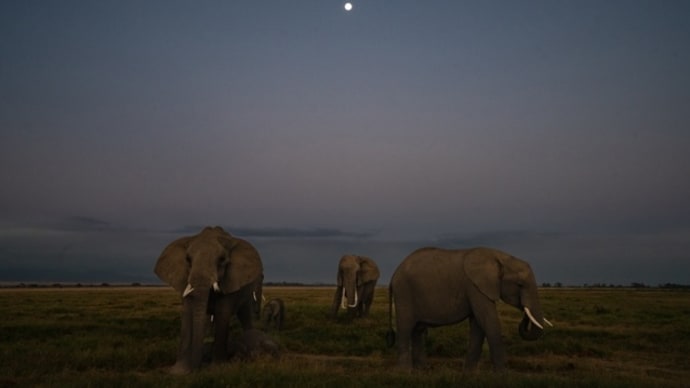 アフリカゾウ／ケニア・アンボセリ国立公園