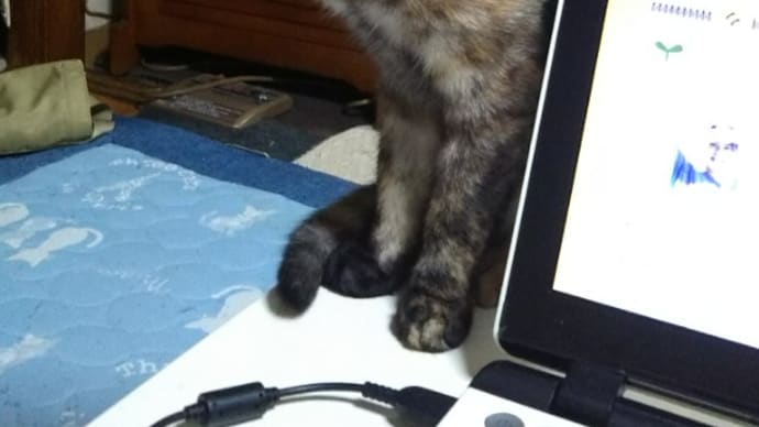 スマホからこんばんはでしゅミャミャ😺