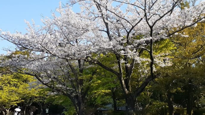 「行船公園」の桜
