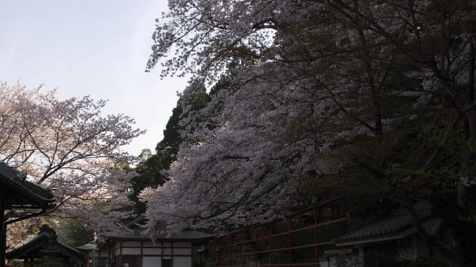 去年の桜ネタ(2023年4月1日) 第４弾、泉佐野市「意賀美神社」の桜