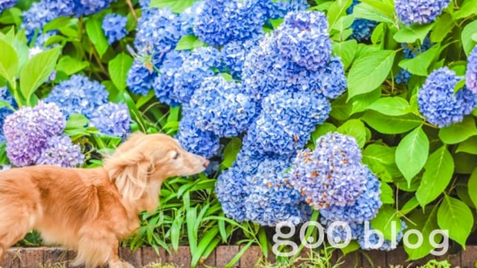 リモート犬すもも 境港でギョギョ! 前編