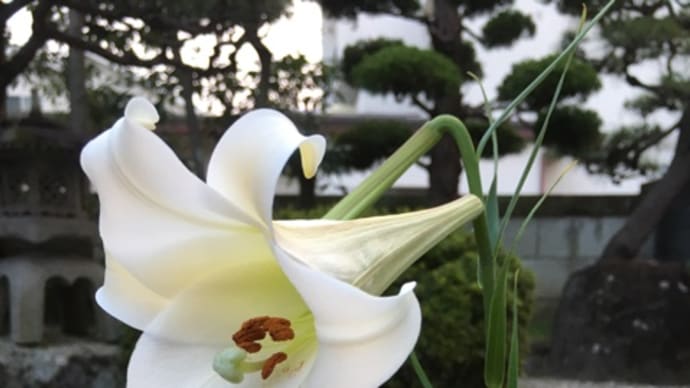 百合の園