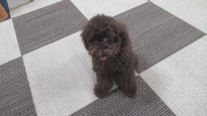 21/10/02 犬の幼稚園BuddyDog