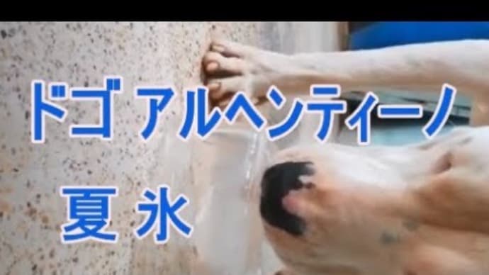 夏を楽しむドゴアルヘンティーノをご覧ください。白い犬
