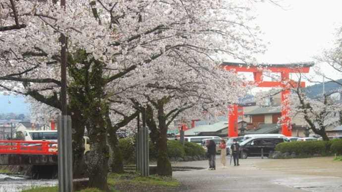 お浅間さんの桜