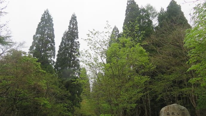岡山県立森林公園に水芭蕉とザゼンソウを見に行ったが・・・・
