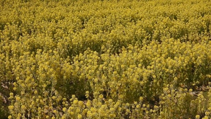たつの市 菜の花 ’22-②
