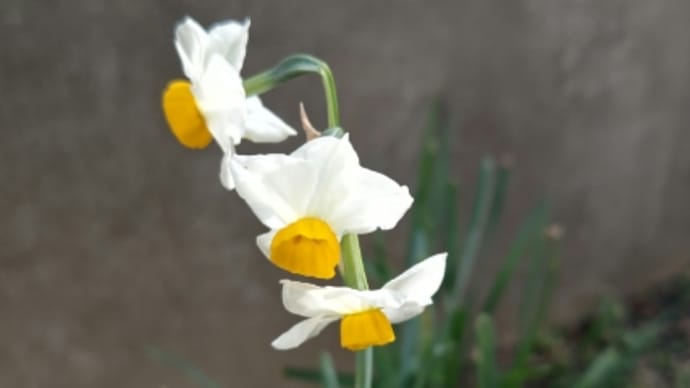 抜糸から11日