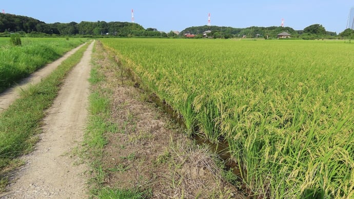 心静自然凉:のんびり過ごせば涼しく感じられる