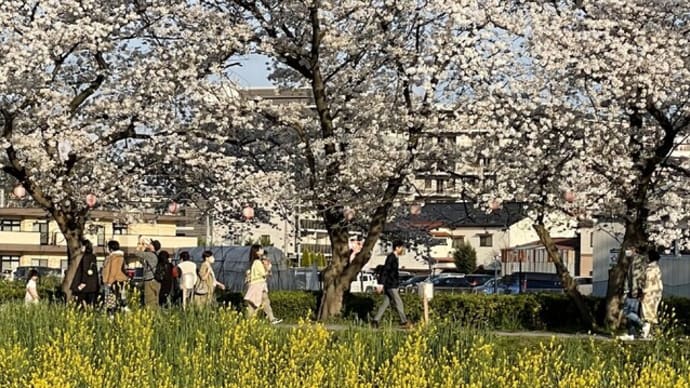 花見