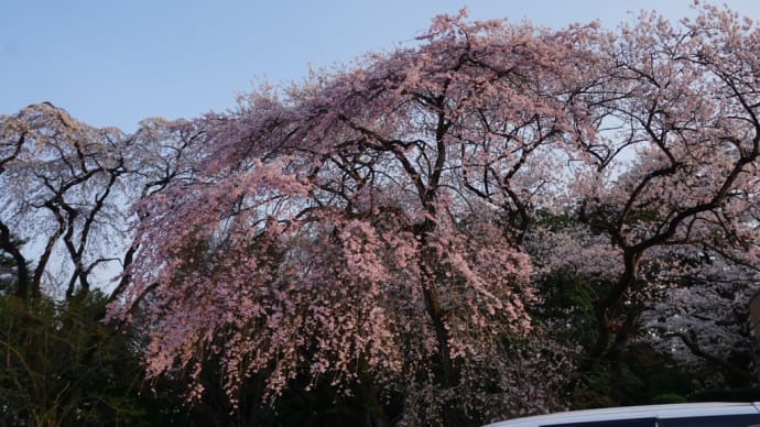 桜🌸満開です
