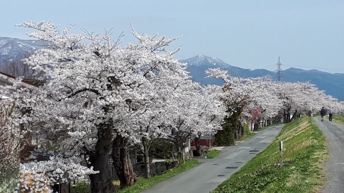 再掲載;・・・桜と友との別れ(7年前の春のことです)