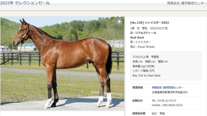 【セレクトセール/セレクションセール】の「上場馬写真(横・前・後・顔)」を公開