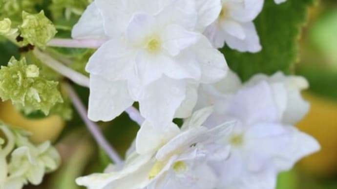 紫陽花