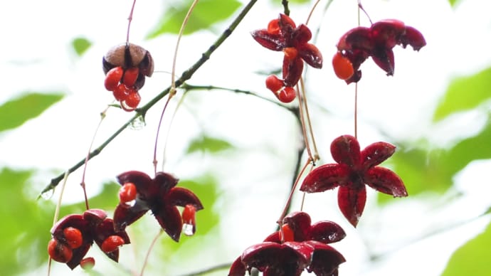 雨上がりの四季の里と水林自然林にて（2022.10.10）#2 濡れて際立つ赤はツリバナの実と種