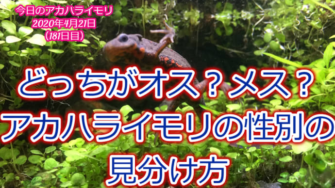 アカハライモリ性別見分け方、イモリウムとイモリの飼育方法2020年4月21日(181日目)