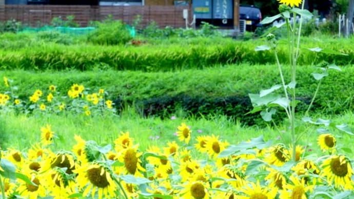 220813 暑い中、霊園に墓参、汗だくで墓廻りを清掃、すっきり！！つまらぬ「こだわり」が諸悪の源泉！！