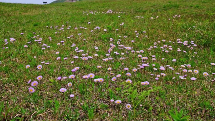 春の寒風山に咲く花＆アズマギク（2010年5月、6月）