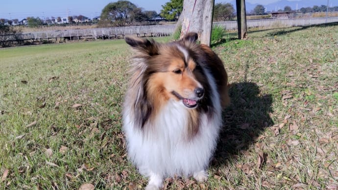 今日はいつもの下江津湖で朝んぽです🐶