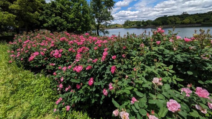 蜻蛉池公園の薔薇