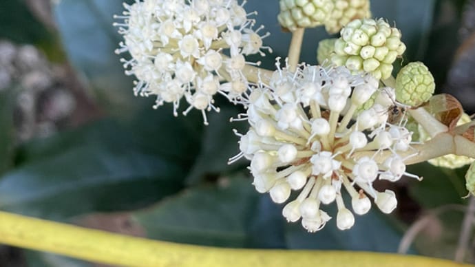 八手の花