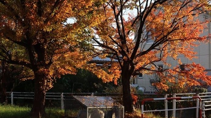 今日の画像から。