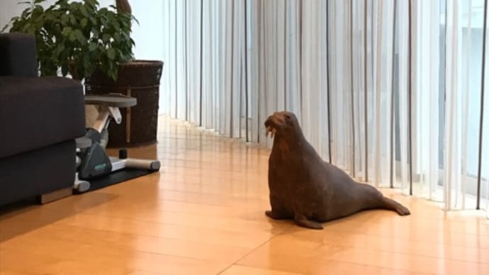 縞々好き