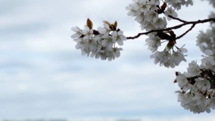 おおうっ、桜早い!…と、足に驚き!