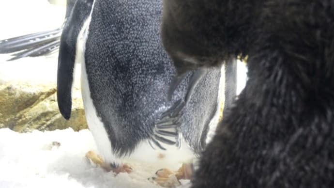 王様ペンギンひなのイタズラ
