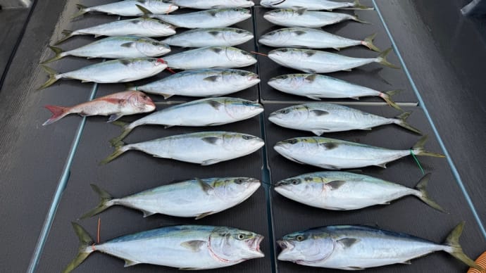 お知らせ、最近の釣果