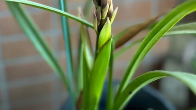 シンビジウムの花芽