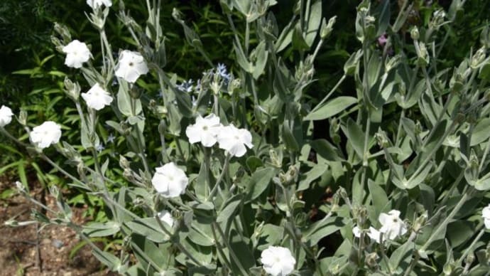 森林公園 植物園の花壇は花盛り 3